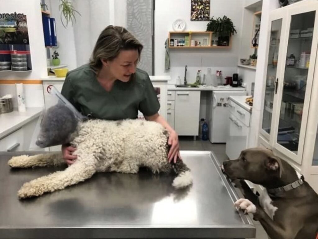 Kako se pripremiti za prvu posetu veterinaru na Bežanijskoj kosi i u Zemunu (2026)