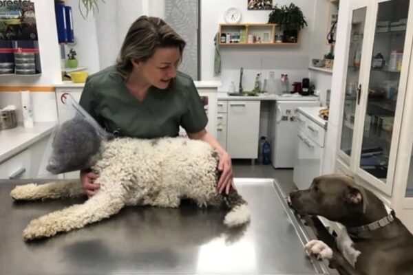 Kako se pripremiti za prvu posetu veterinaru na Bežanijskoj kosi i u Zemunu (2026)